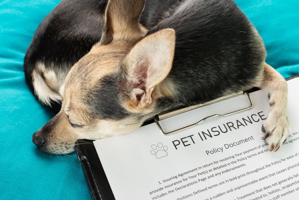 Understanding Walmart Dog Insurance